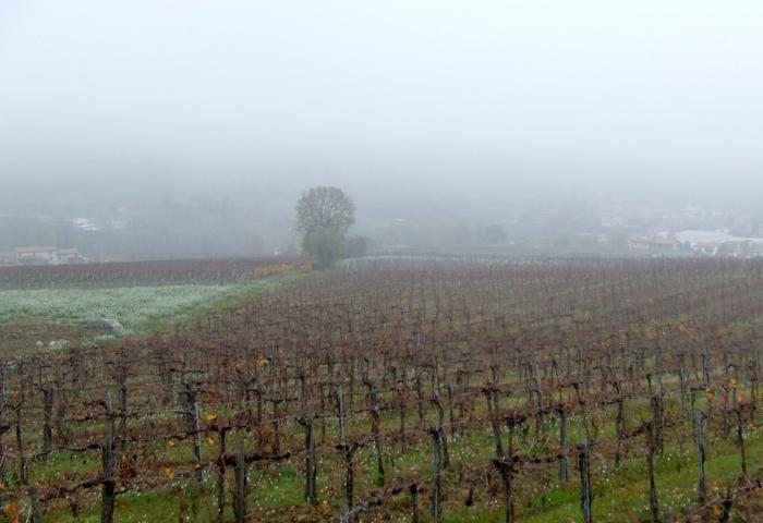 AZIENDA CALATRONI A MONTECALVO VERSIGGIA